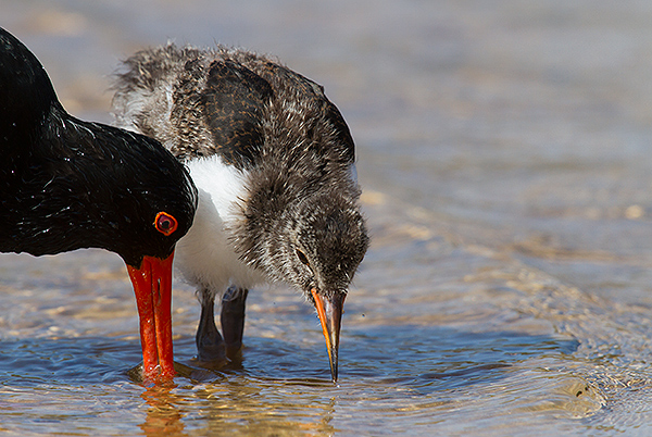 Pied Oystercatcher and chick