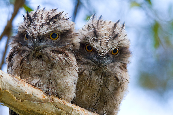 Juvenile Tawny Frogmouths