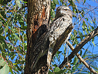 Tawny Frogmouth