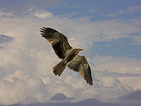 Whistling Kite