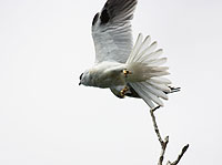 Black-shouldered Kite