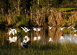 Black-necked Stork & Egrets