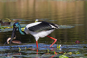 Black-necked Stork with a large eel