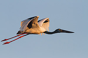 Female Black-necked Stork