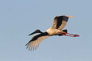 Female Black-necked Stork