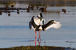Black-necked Stork dance