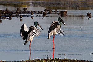 Black-necked Stork dance
