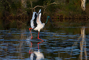 Black-necked Stork dancing